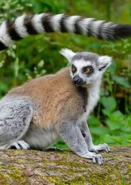 Ring Tailed Lemur