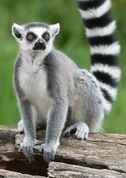 Ring Tailed Lemur