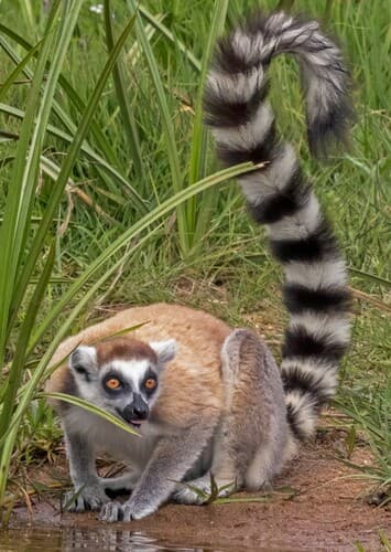 Ring Tailed Lemur