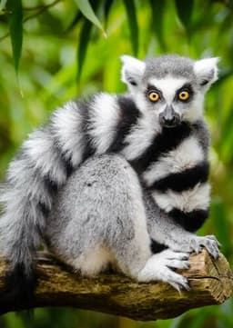Ring Tailed Lemur