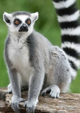 Ring Tailed Lemur
