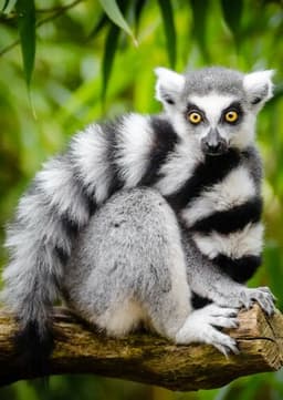 Ring Tailed Lemur