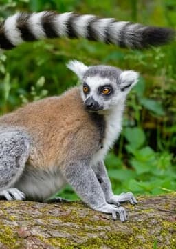 Ring Tailed Lemur