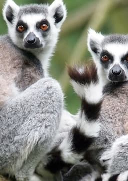 Ring Tailed Lemur