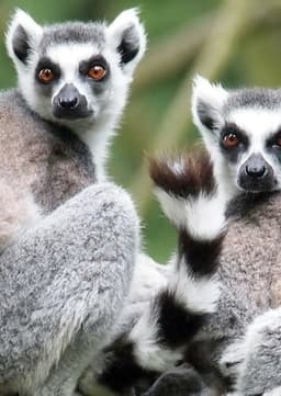 Ring Tailed Lemur