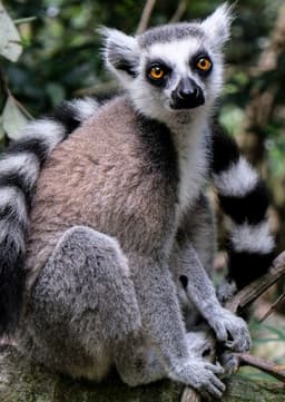 Ring Tailed Lemur