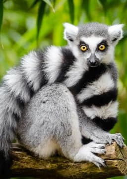 Ring Tailed Lemur