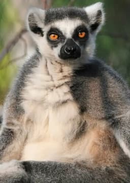 Ring Tailed Lemur