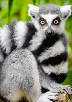 Ring Tailed Lemur