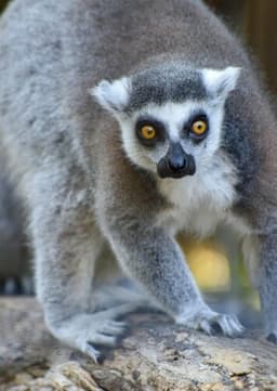 Ring Tailed Lemur