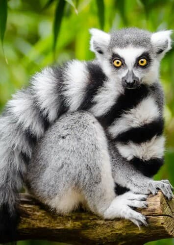Ring Tailed Lemur