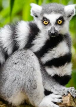 Ring Tailed Lemur