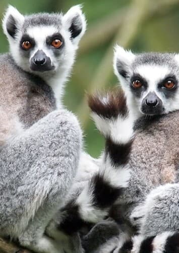 Ring Tailed Lemur