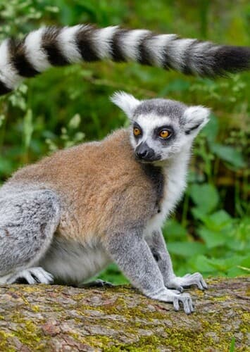 Ring Tailed Lemur