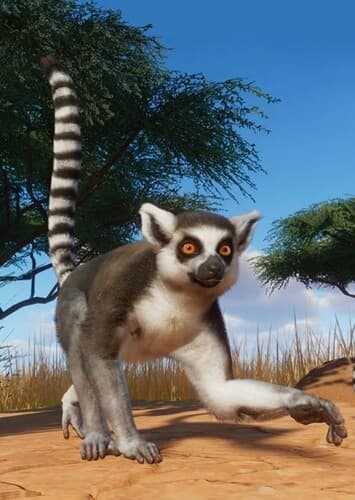 Ring Tailed Lemur
