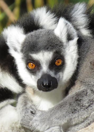 Ring-Tailed Lemur