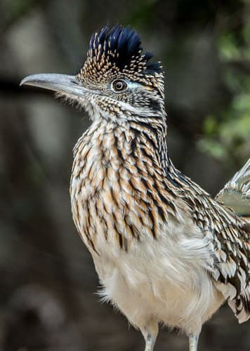 Roadrunner
