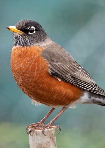 American Robin