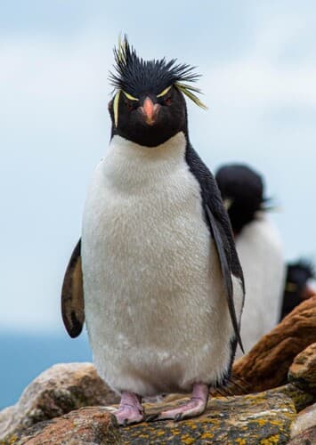 Rockhopper Penguin