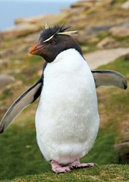 Rockhopper penguin