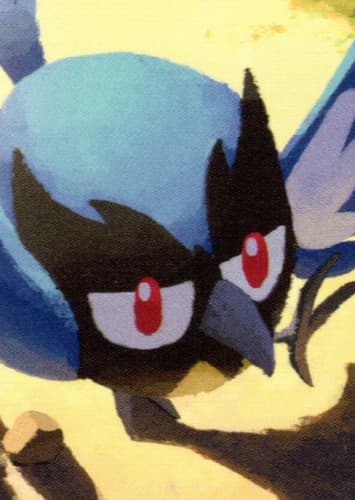 Rookidee / ココガラ