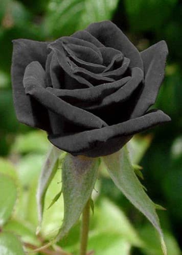 Rose (Black)