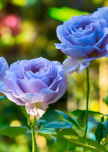 Rose (Blue)