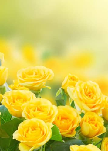 Rose (Yellow)