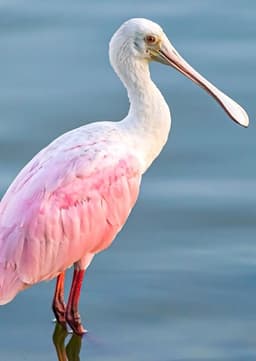 Roseate Spoonbill