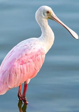 Roseate Spoonbill
