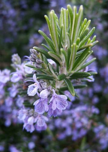 Rosemary