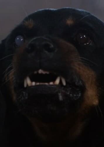 Rott