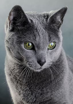 Russian Blue