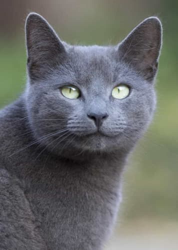 Russian Blue Cat