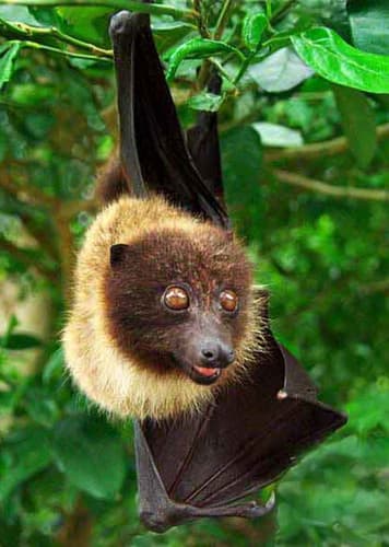 Ryukyu Flying Fox