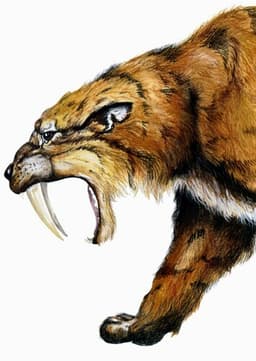 Saber-Toothed Tiger