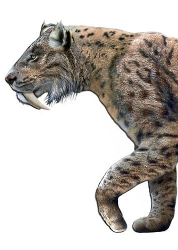Sabertooth Cat