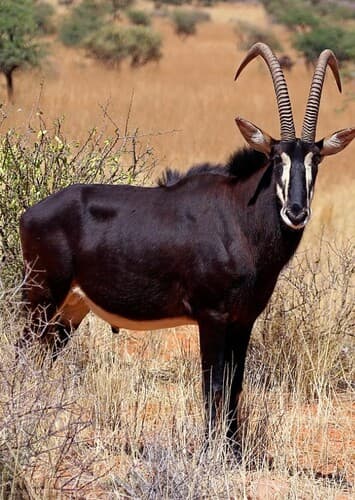 Sable Antelope