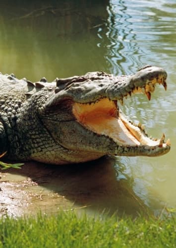 Saltwater Crocodile