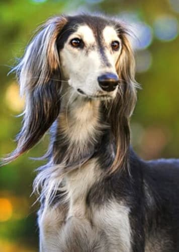Saluki Dog
