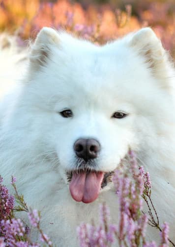 Samoyed Dog