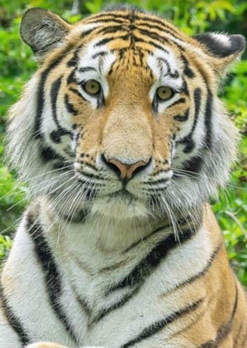Samson The Tiger