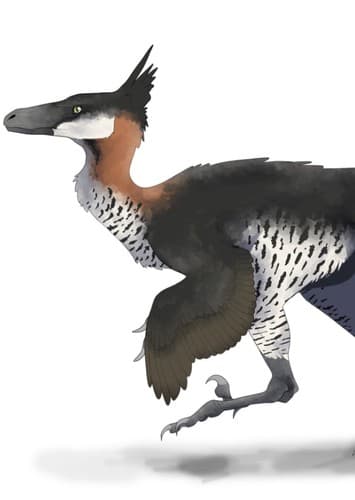 Saurornithoides