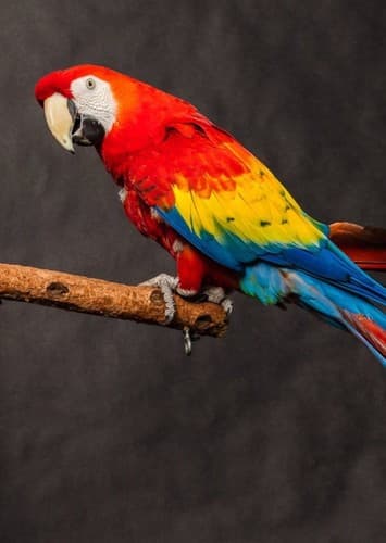 Scarlet Macaw