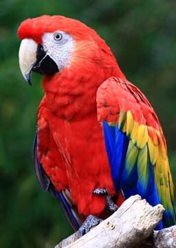 Scarlet Macaw