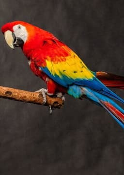 Scarlet Macaw
