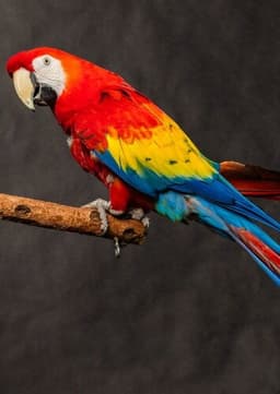 Scarlet Macaw