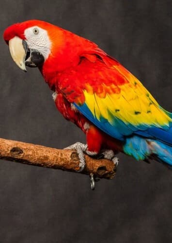 Scarlet Macaw
