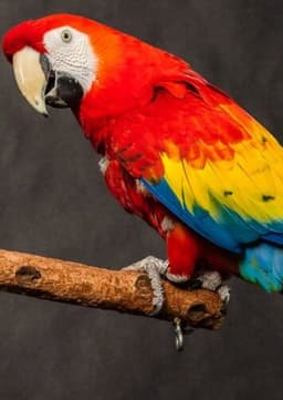 Scarlet Macaw