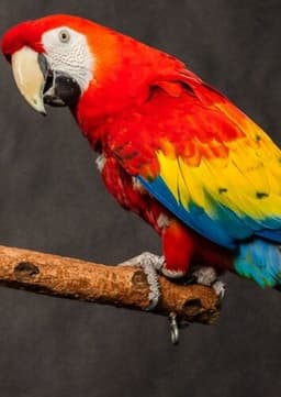 Scarlet Macaw